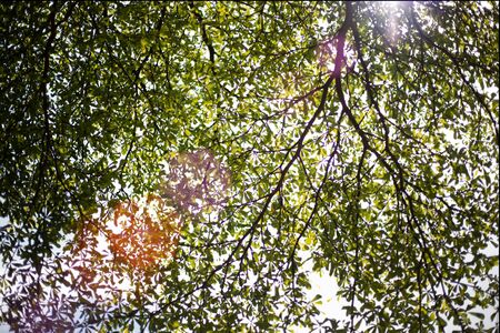 branch of tree in spring season. Beauty in natureの写真素材