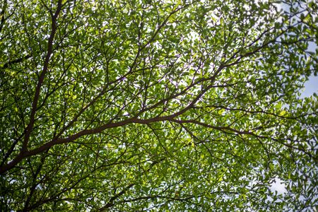 branch of tree in spring season. Beauty in natureの写真素材