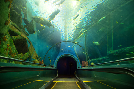 aquarium walk way indoor interior for sea life educationのeditorial素材