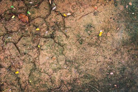 close up jungle soil ground texture for backgroundの写真素材
