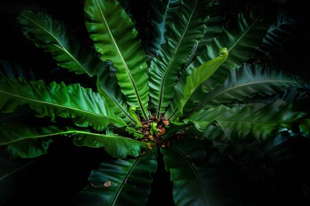 big green tropical jungle tree plant in forest for nature backgroundの写真素材