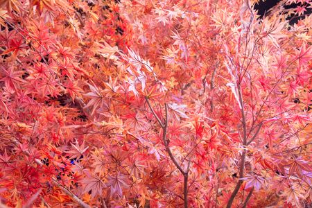 artificial orange dry leaf tree decoration autumn concept backgroundの写真素材