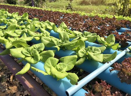green leaf hydroponic vegetable field with sun light for diet food from top viewの写真素材