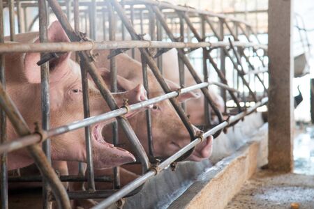 feeding food to pig in iron cage in agriculture farm. Animal life being food of human worldの写真素材