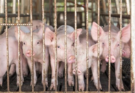 piggy face in iron cage in agriculture farm. pig Animal life being food of human worldの写真素材
