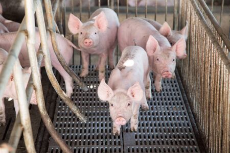 piggy face in iron cage in agriculture farm. pig Animal life being food of human worldの写真素材
