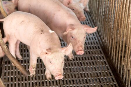 piggy face in iron cage in agriculture farm. Animal life being food of human worldの写真素材