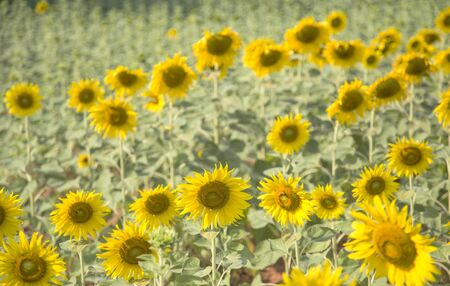 landscape of sunflower on field in summer time. Focus on sunflower in center of photoの写真素材