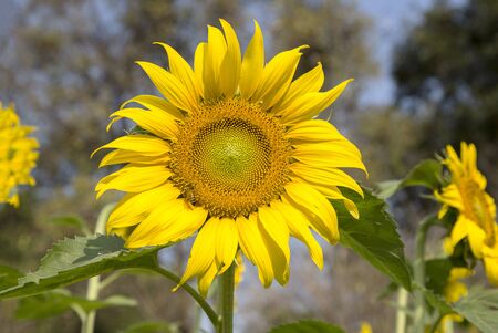 sunflower on field in summer time. Focus on sunflower in center of photoの写真素材