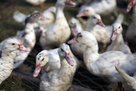small duck livcestock in agriculture farm in morningの写真素材