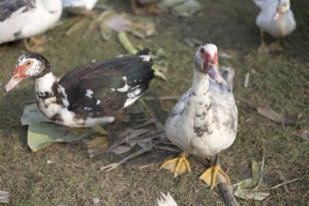small duck livcestock in agriculture farm in morningの写真素材