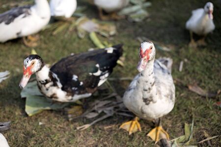small duck livcestock in agriculture farm in morningの写真素材