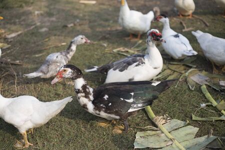 small duck livcestock in agriculture farm in morningの写真素材