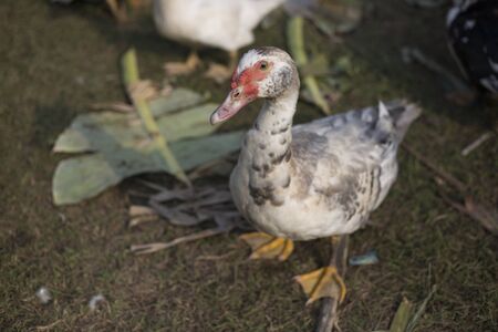 small duck livcestock in agriculture farm in morningの写真素材