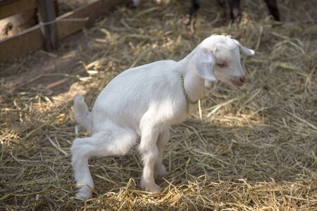 beautiful moment of baby goat family in agericulture farm in morning lightの写真素材