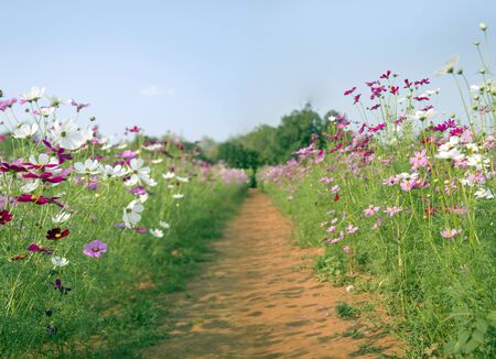 landscape of diasy flower on field in summer time. Focus on sunflower in center of photoの写真素材