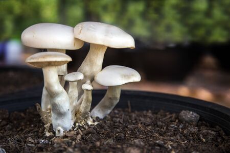 close up organic white mushroom on agriculture field to making vegetable food from natureの写真素材