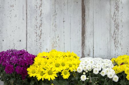 daisy flower bush in front of vintage wood wall forbackgroundの写真素材