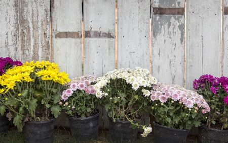 daisy flower bush in front of vintage wood wall forbackgroundの写真素材