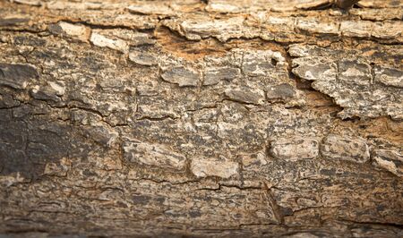 old wood skin texture backgroundの写真素材
