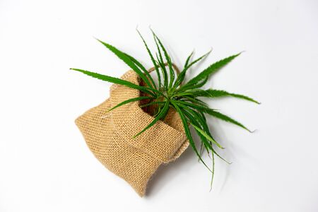 green marijuana in rattan bag package on white isolated background