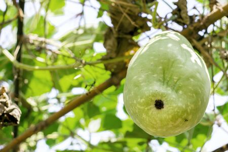 winter melon on tree with organic agriculture from bottom viewの写真素材