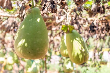 winter melon on tree with organic agriculture from bottom viewの写真素材