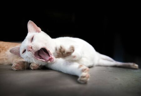 cute kitty cat on black studio.pretty animalの写真素材