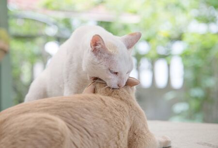 lovely moment of kitty cat. cute mammal animal with love conceptの写真素材
