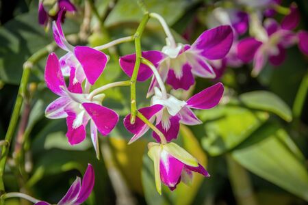 close up purple orchid flower in gardenの写真素材