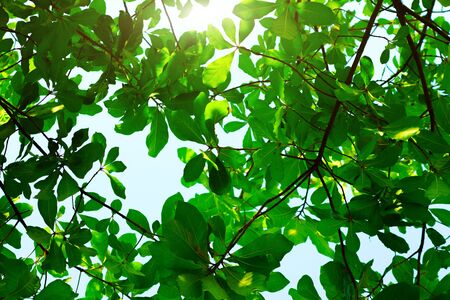 under view of tree with clear sky in evening and sun lightの写真素材