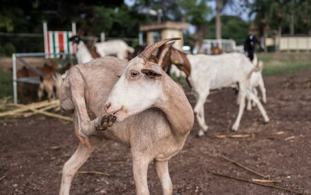 group of goat and sheep in agriculture farm