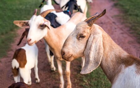 group of goat and sheep in agriculture farmの写真素材