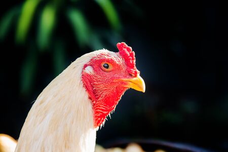 confidence chicken head and face on black background