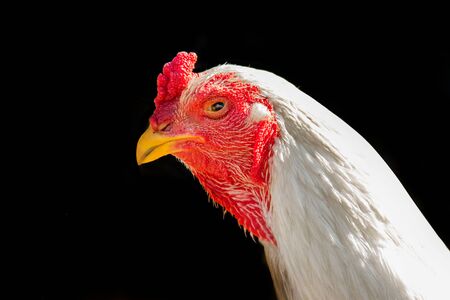 confidence chicken head and face on black backgroundの写真素材
