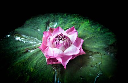 open pollen pink lotus (water lilly) flower on green leaf on wet pond at night timeの写真素材