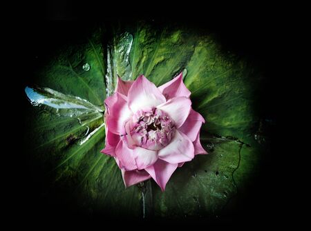 open pollen pink lotus (water lilly) flower on green leaf on wet pond at night timeの写真素材