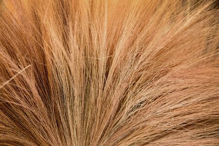 close up dry grass broom texture abstract backgroundの写真素材