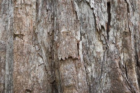 dry skin of giant tree for texture background. Beauty in nature.の写真素材