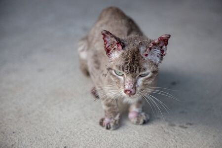 sympathize bloody small and thin stray cat on street. After figthing with dogの写真素材