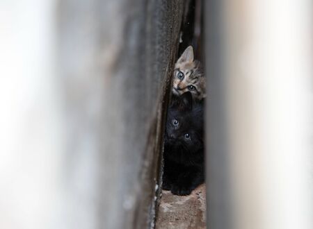 Newborn cat have fear face between building wallの写真素材