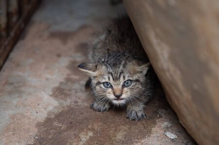 cute newborn cat have fear face under building