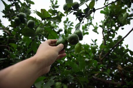 close up green lime in harvesting season at gardenの写真素材