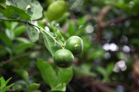 close up green lime in harvesting season at gardenの写真素材