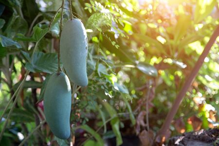 big green mango in harvest season of agriculture lifeの写真素材