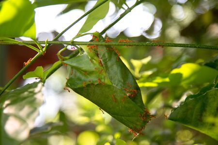 green leaf ball is red ant home. Beautiful nature lifeの写真素材