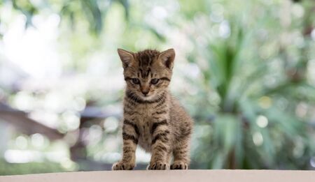 newborn kitty cat potrait on stage and blury backgroundの写真素材