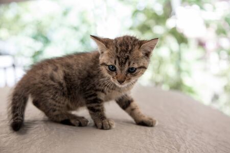newborn kitty cat potrait on stage and blury backgroundの写真素材