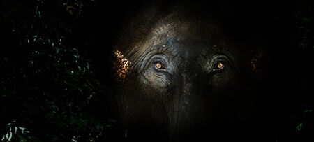 fear eyes of elephant in the jungle. Big mammal wildlife hiding from human (close up shot with Banner size)の写真素材