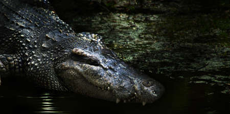 dangerous alligator head on dark swamp. crocodile and alligator is reptile animal that most danger predator of water    and banner sizeの写真素材